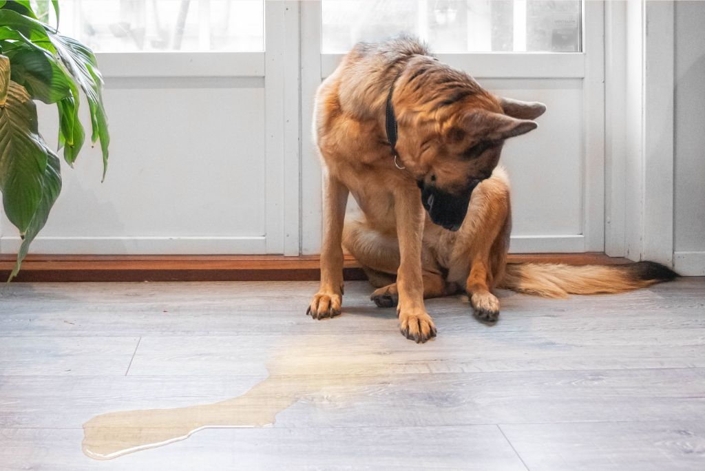 a anxious, submissive dog peeing without lifting its leg.