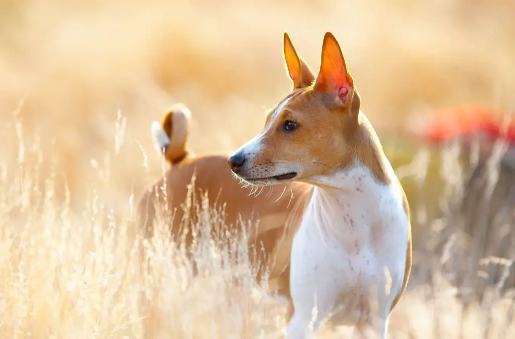 a basenji dog with a curled tail