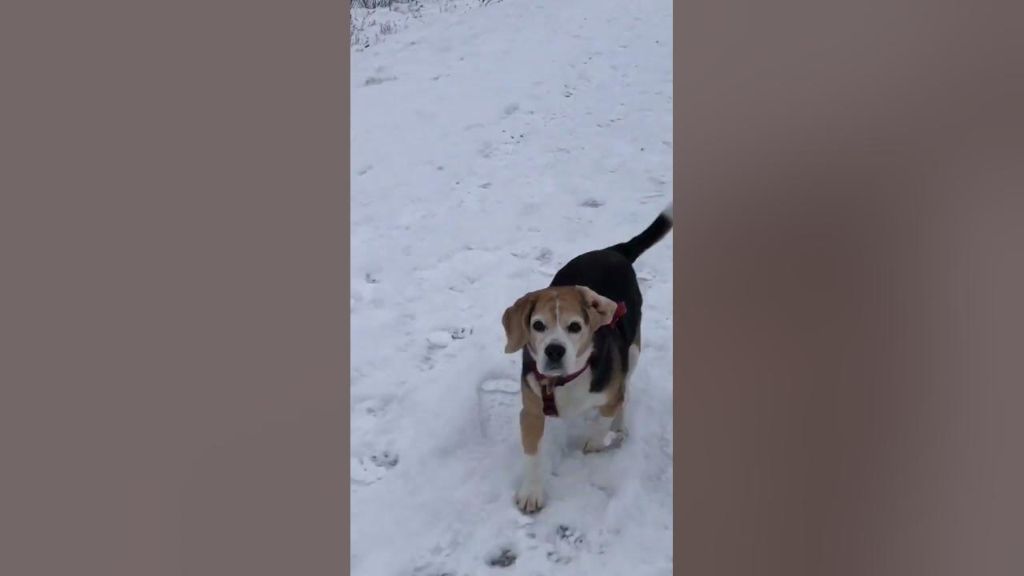 a beagle baying loudly during a hunt.