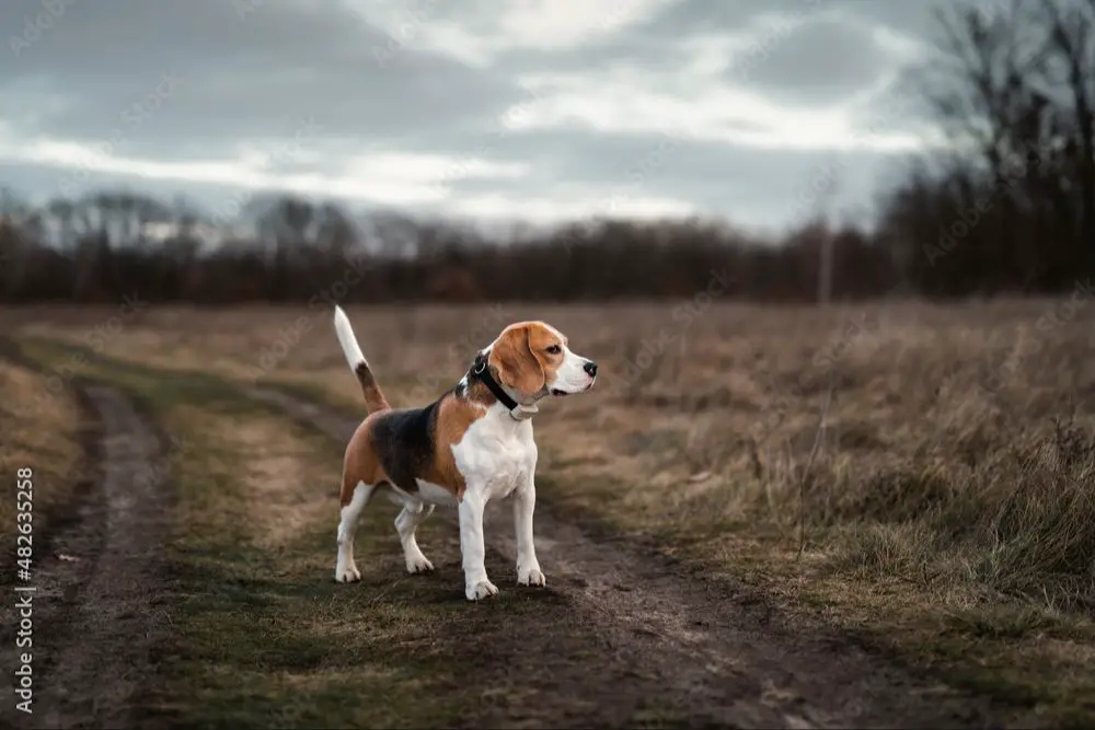 a beagle dog standing outdoors
