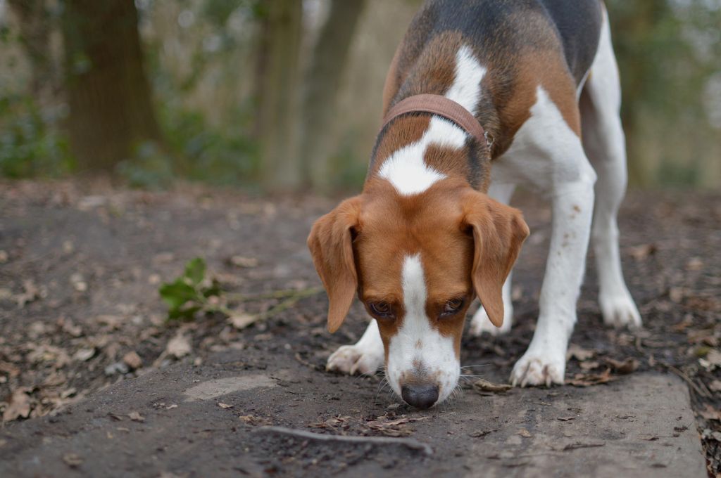 a beagle dog with its nose to the ground, sniffing intently as it tracks prey.