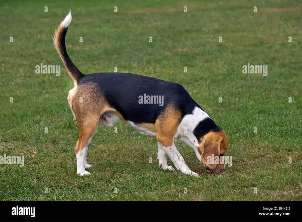 a beagle with its nose to the ground, sniffing intently during a walk.