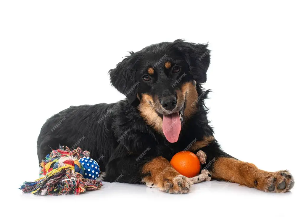 a bernese mountain dog puppy playing with a toy