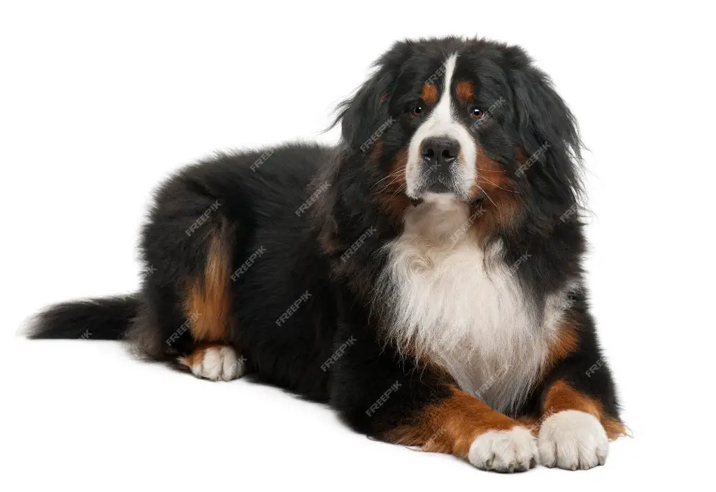 a bernese mountain dog