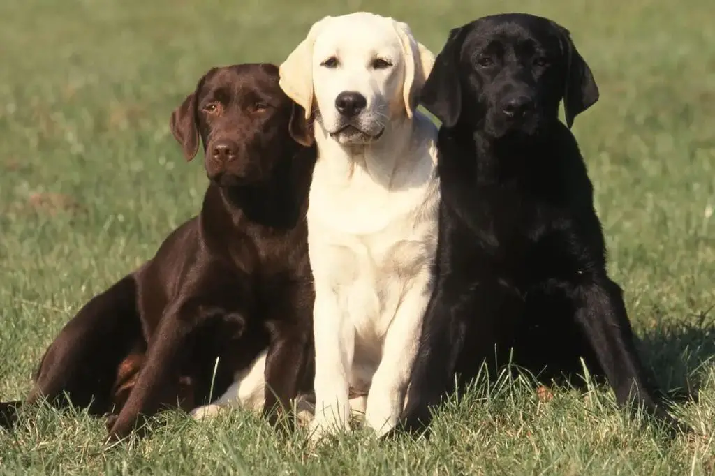 a black labrador retriever shedding its coat