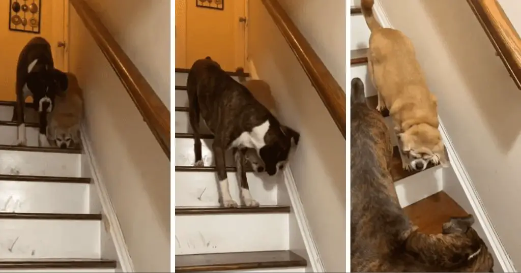 a blind dog being guided down a stairway by its owner