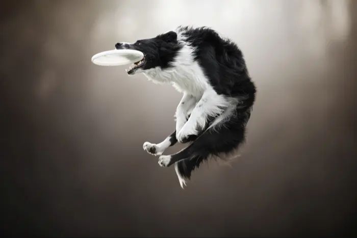 a border collie catching a frisbee in midair
