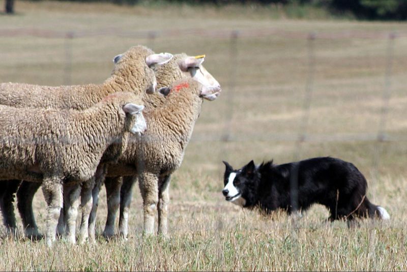 a border collie herding sheep