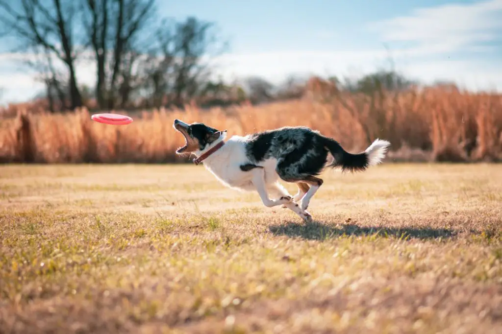 a border collie runs swiftly across a grassy field, focused intently on a flying disc it is chasing after.