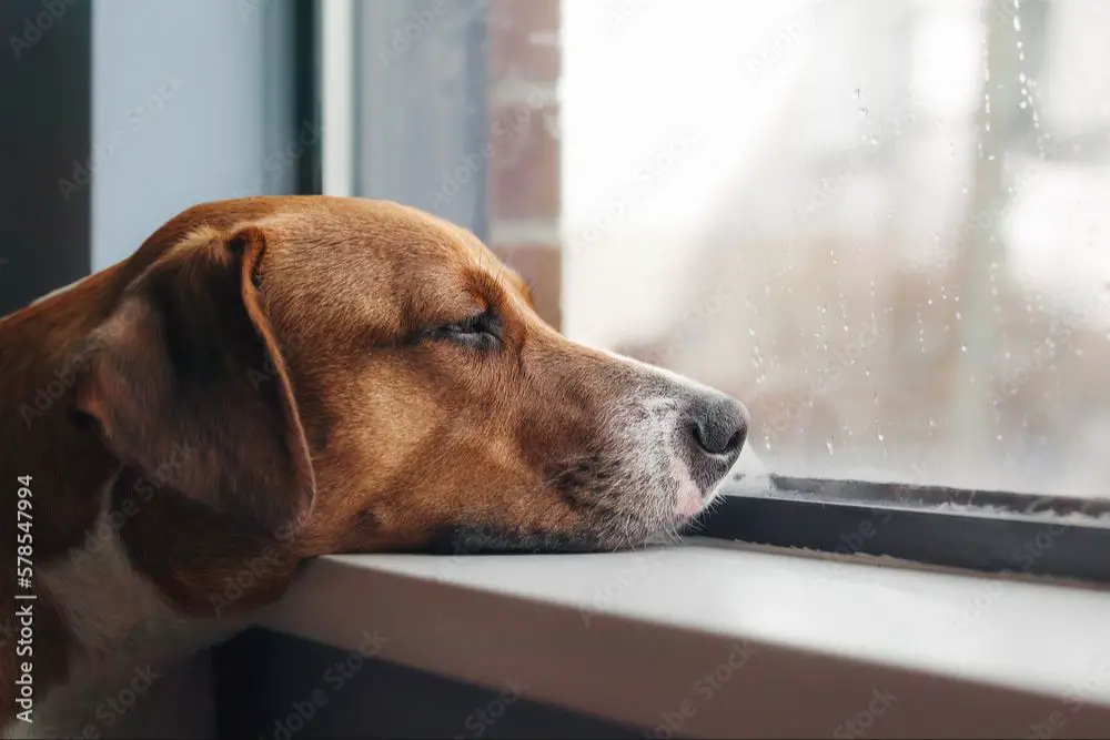 a bored dog staring out a window