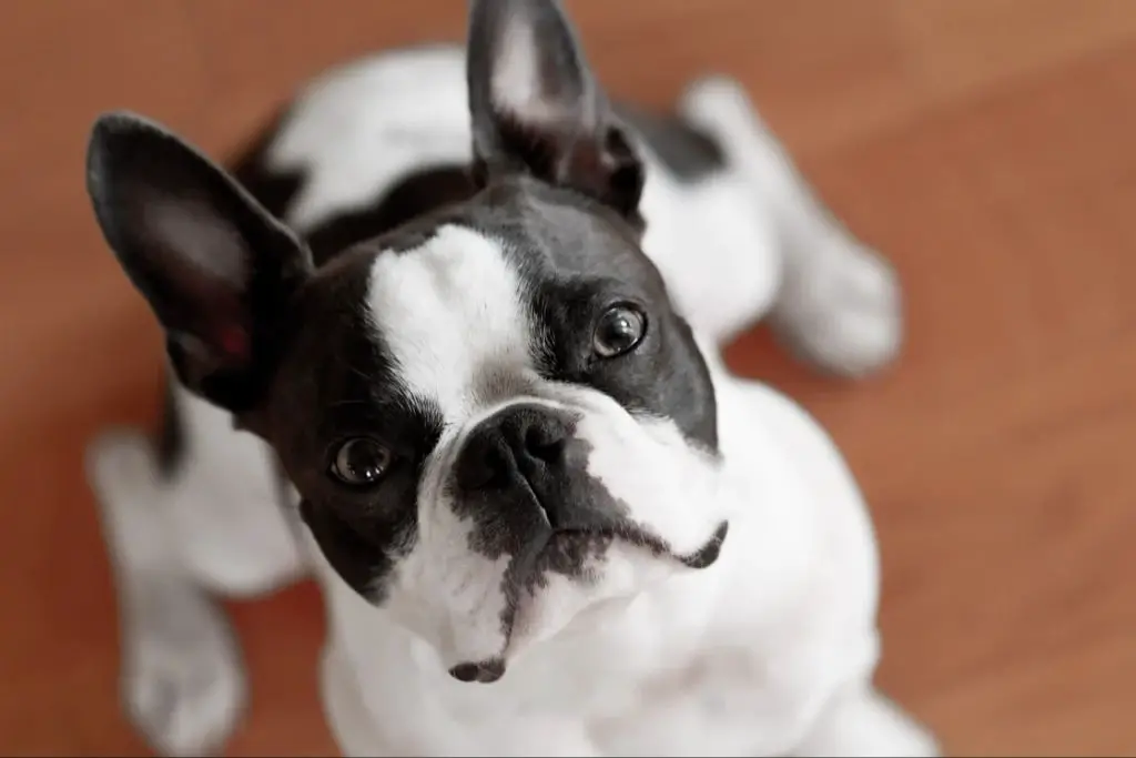 a boston terrier puppy with healthy eyes