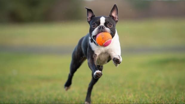 a boston terrier runs happily across a yard, chasing after a ball with energetic enthusiasm.