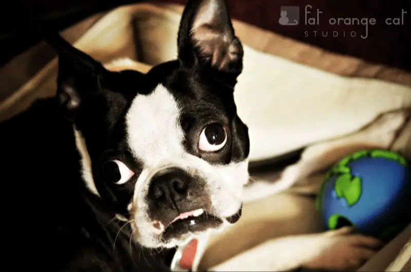 a boston terrier with crossed eyes