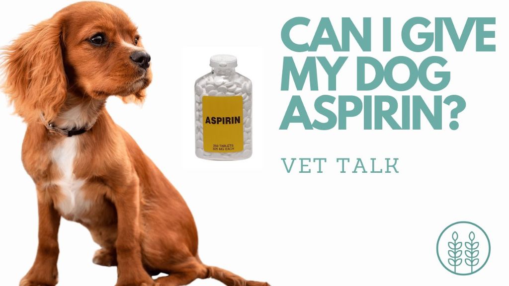 a bottle of dog aspirin