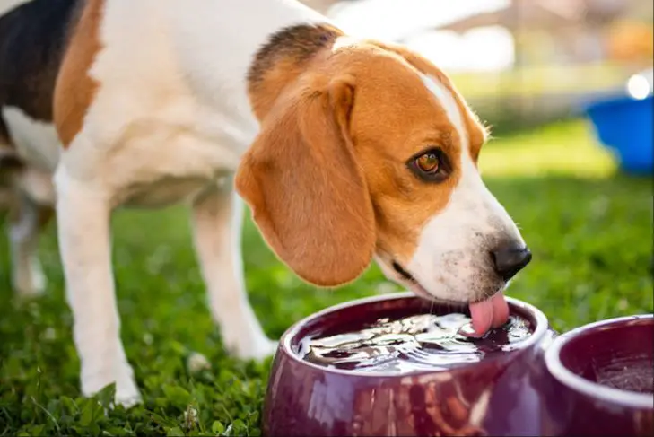 a bowl of water for a dog to drink from.