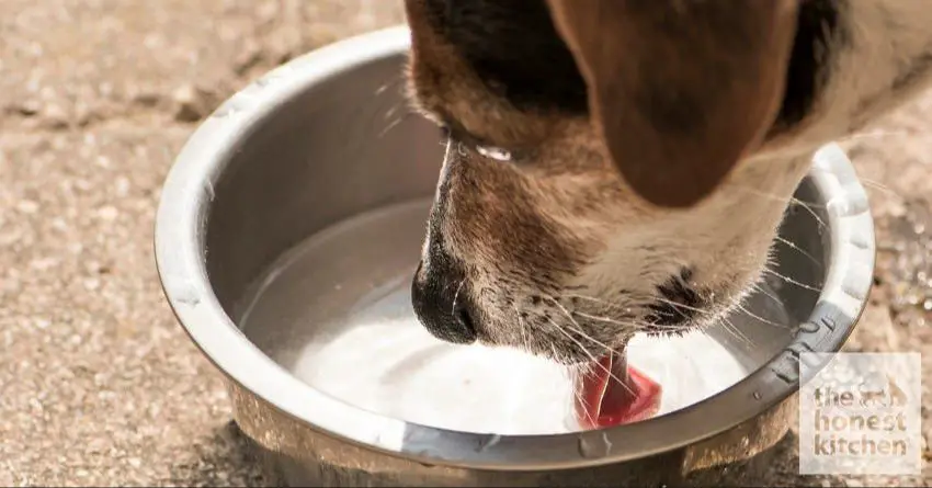 a bowl of wet dog food with high moisture content