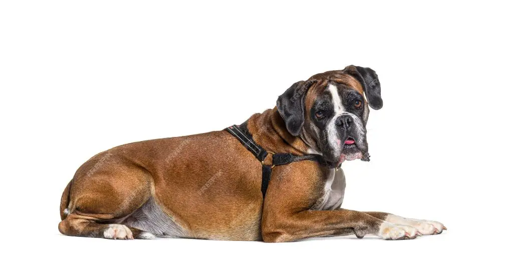 a boxer dog lying down