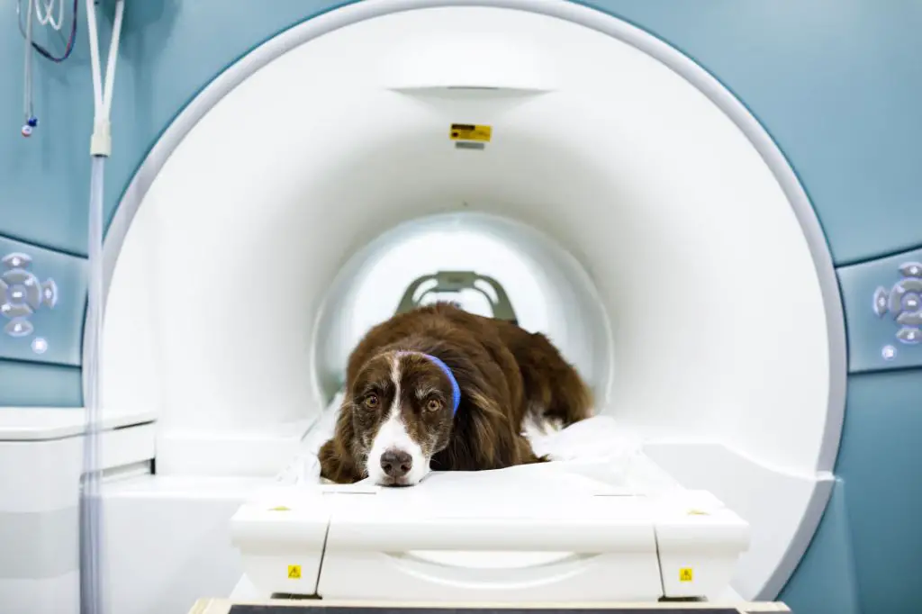 a brain scan showing a dog's reward response