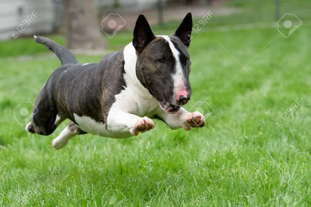 a brindle bull terrier mix dog runs through tall grass.