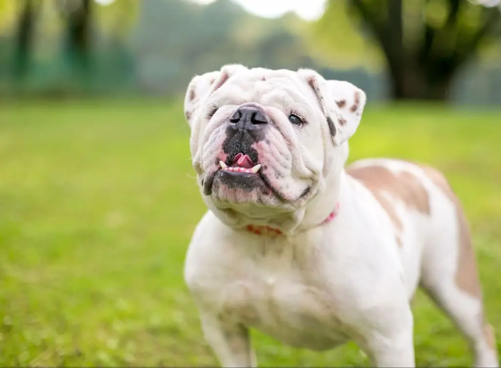 a bulldog puppy with an underbite
