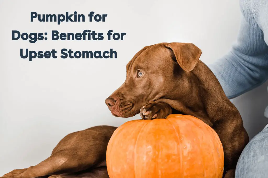 a can of pumpkin that could help pass mild obstructions in dogs