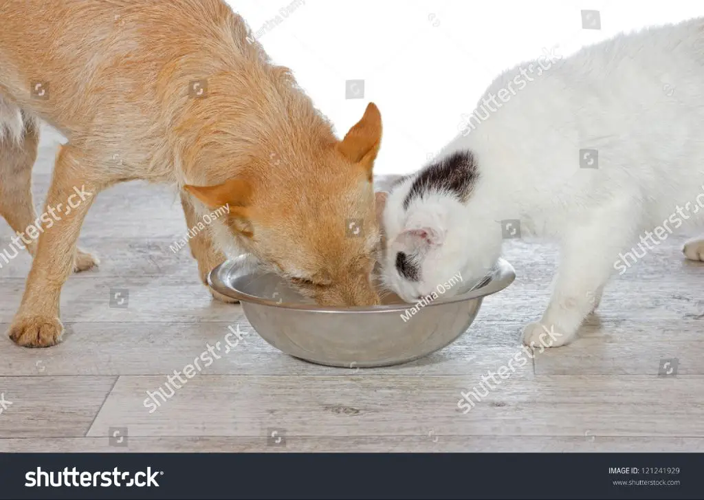 a cat and dog eating food from shared bowls