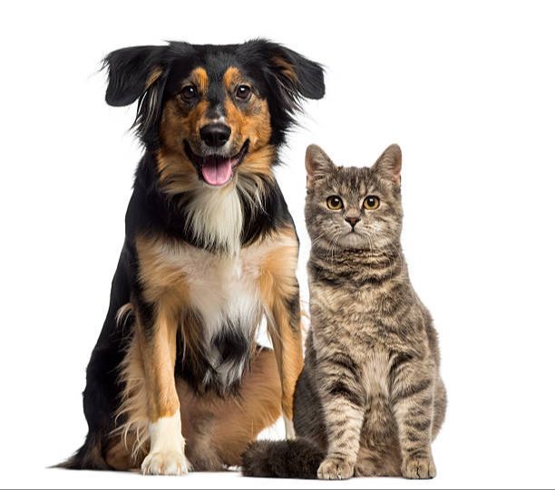 a cat and dog sitting together