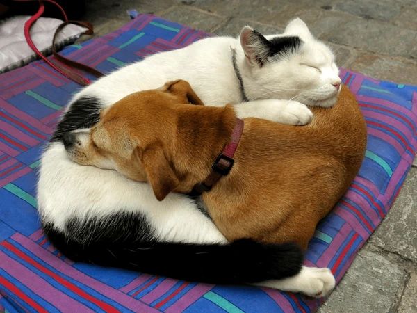 a cat curled up napping pressed against a dog on a dog bed