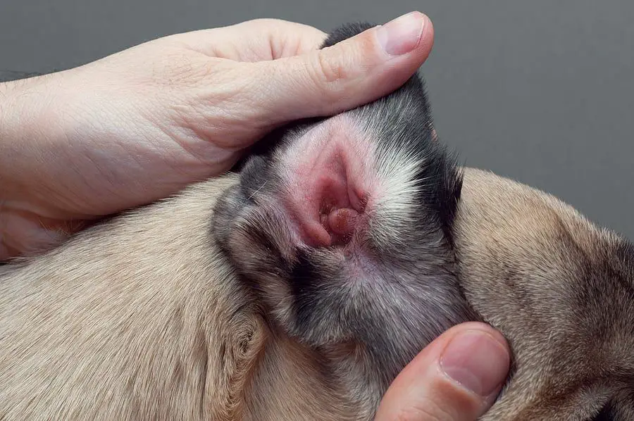 a cat pawing at its ear which looks red and irritated.