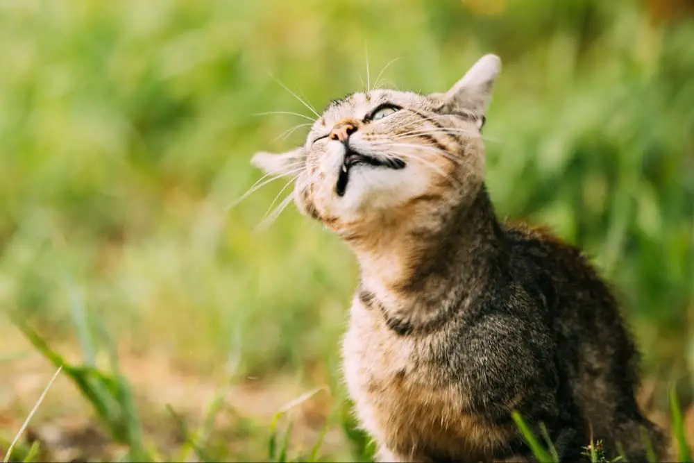 a cat shaking its head, with ears bothering it.