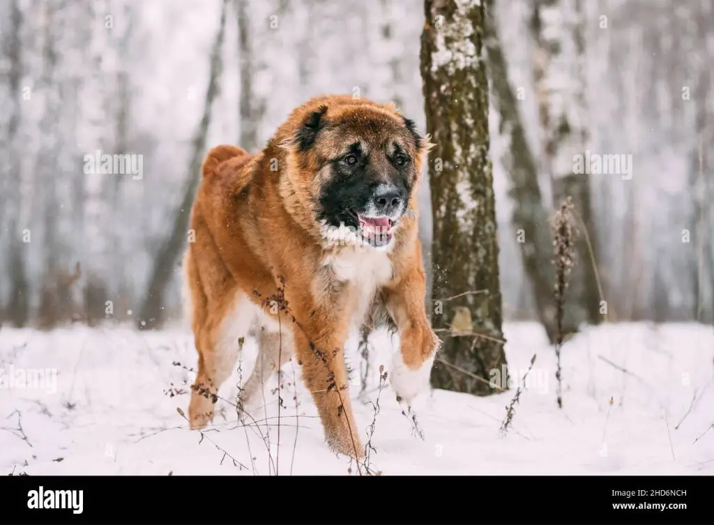 a caucasian shepherd dog standing in snow