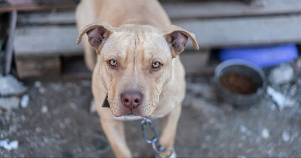 a chained pit bull terrier with scars on its face, signaling signs that may indicate dog fighting operations