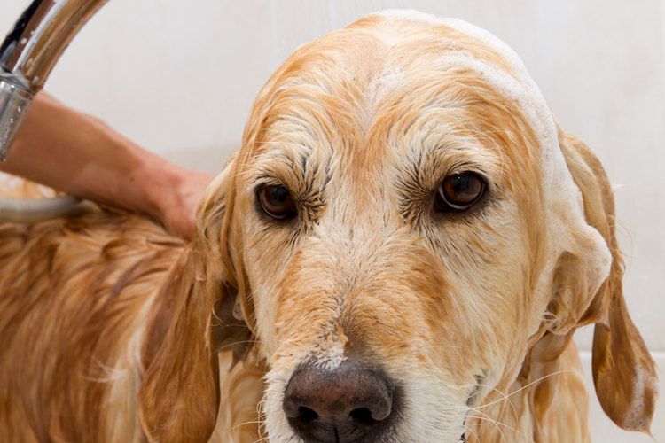 a checklist for bathing dogs after flea treatment