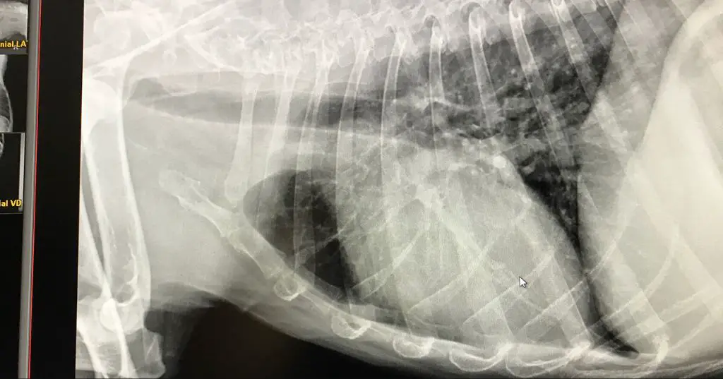 a chest x-ray image showing lungs and heart