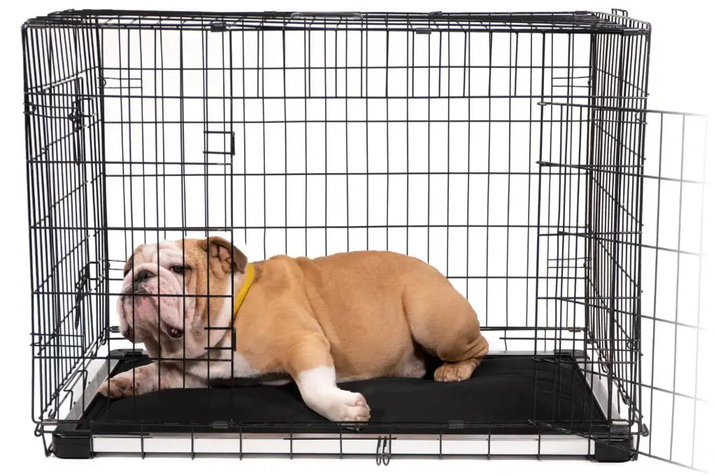 a chew-resistant crate blanket