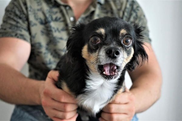 a chihuahua having a coughing fit