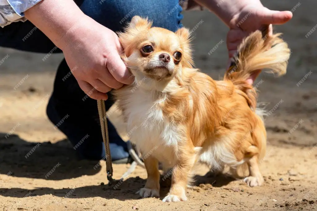 a chihuahua show dog