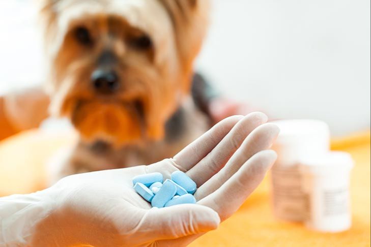 a child accidentally ingesting dog medication