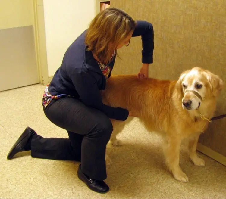 a chiropractor performing an adjustment on a dog with hip dysplasia