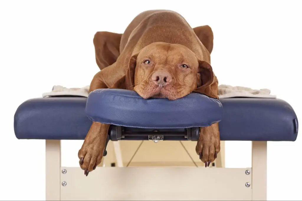 a chiropractor performing spinal manipulation on a dog