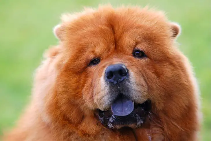 a chow chow dog with a blue-black tongue