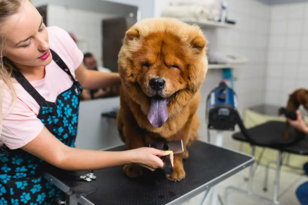 a chow chow puppy next to an adult chow chow, comparing their tongue colors.
