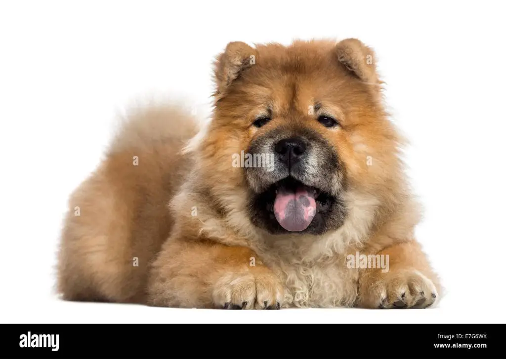 a chow chow puppy sitting on the floor with its tongue out, showing a pink tongue.
