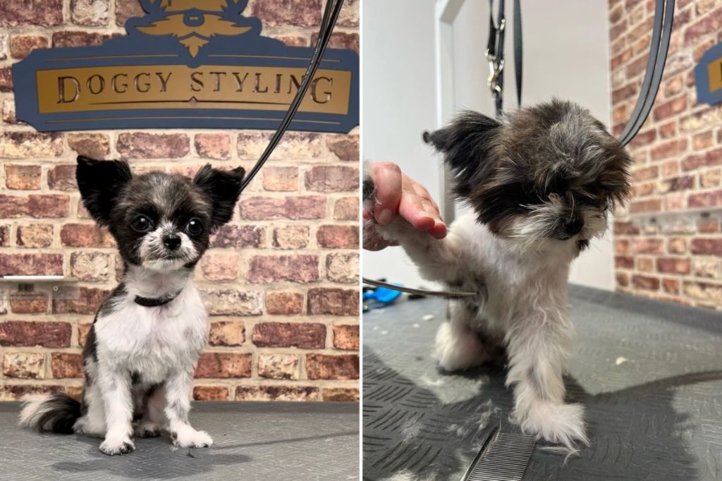 a clean and groomed small dog.