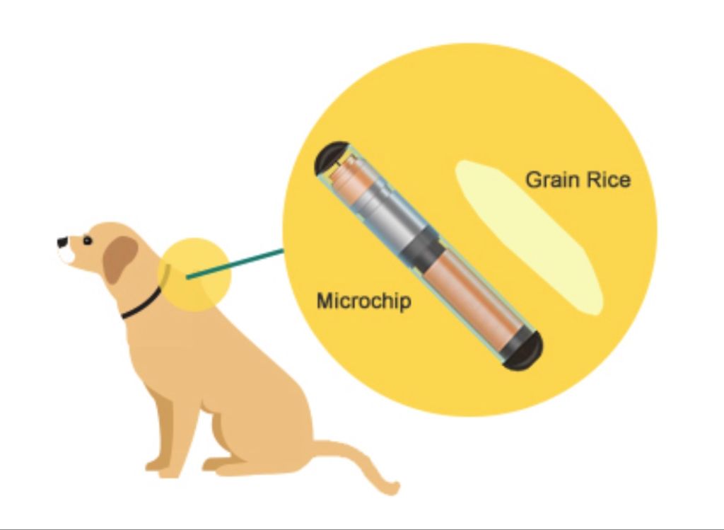 a close up image of a microchip next to a grain of rice