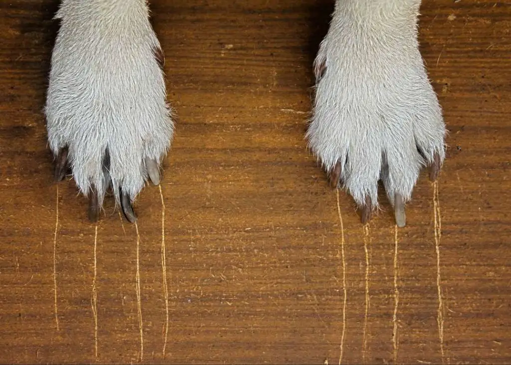 a close up image showing deep scratch marks on a hardwood floor from a dog's nails.