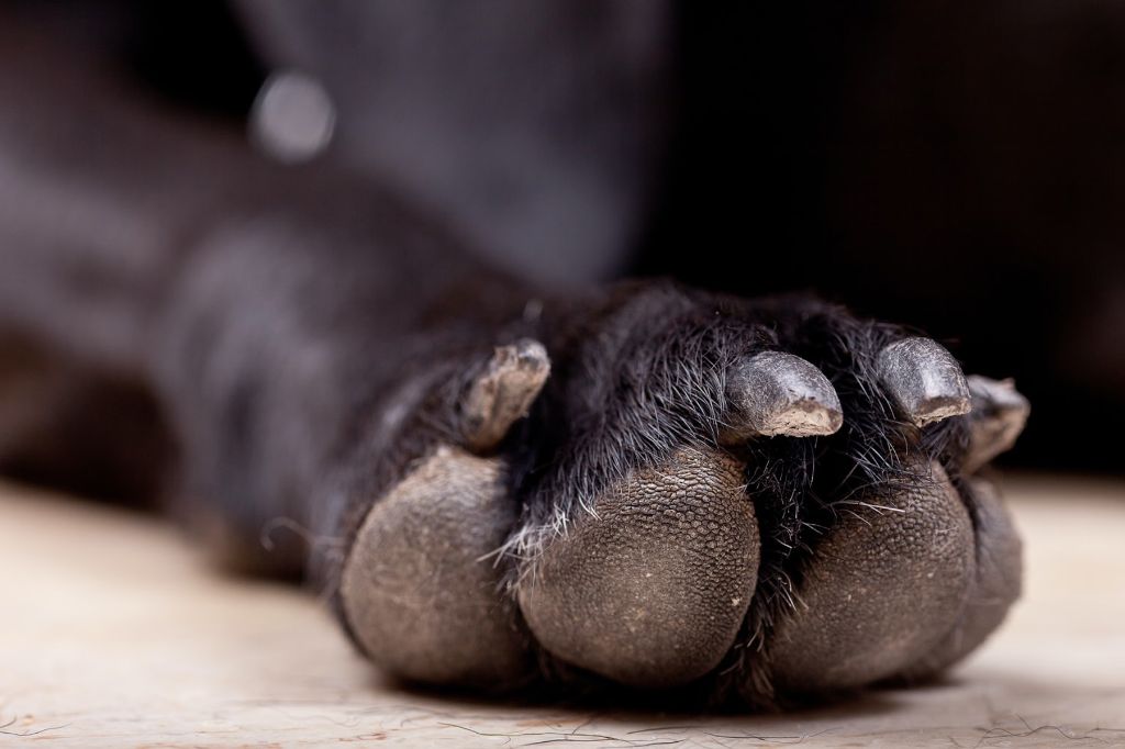 a close up of black dog nails 