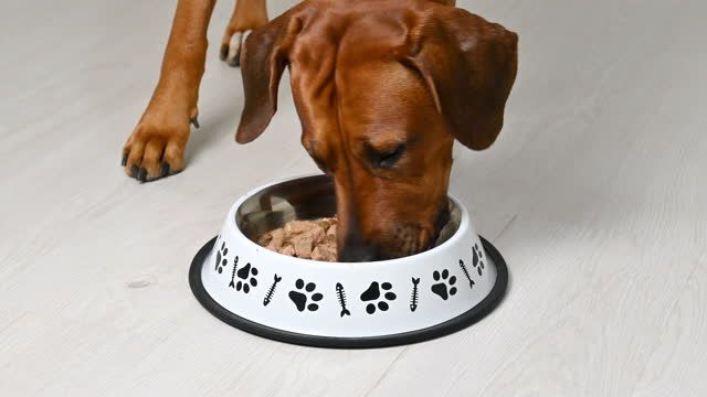 a close up photo of a dog happily eating from a bowl