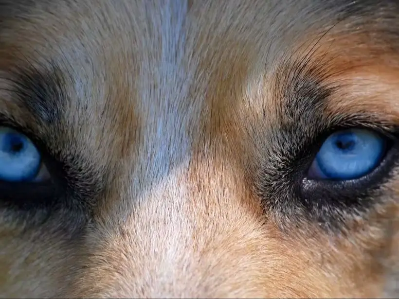 a close up photo of a dog's blue eye