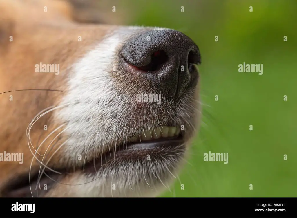 a close up photo of a dog's muzzle covered in whiskers